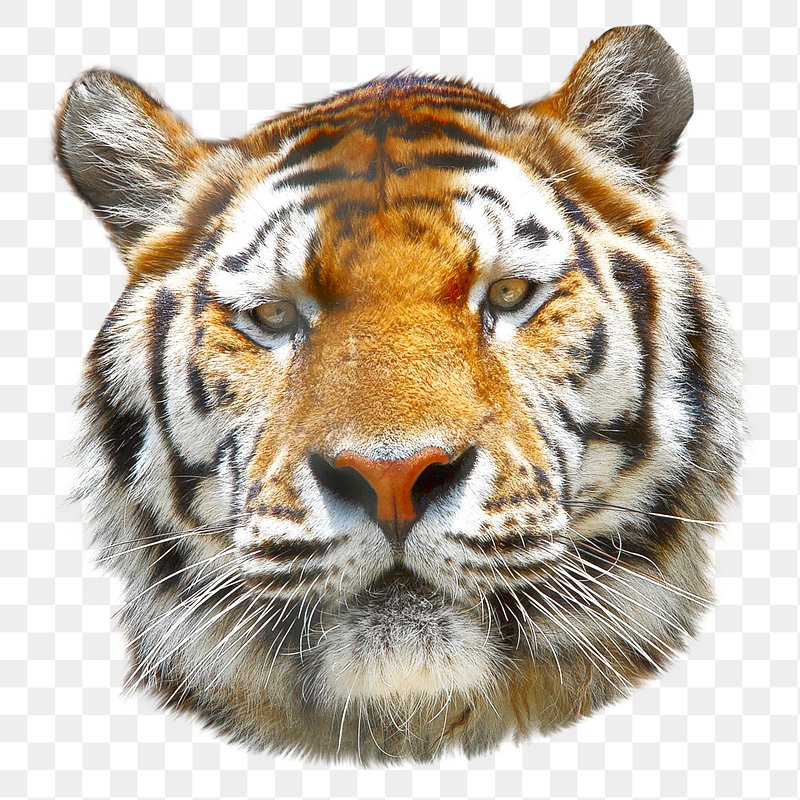 tiger head png
