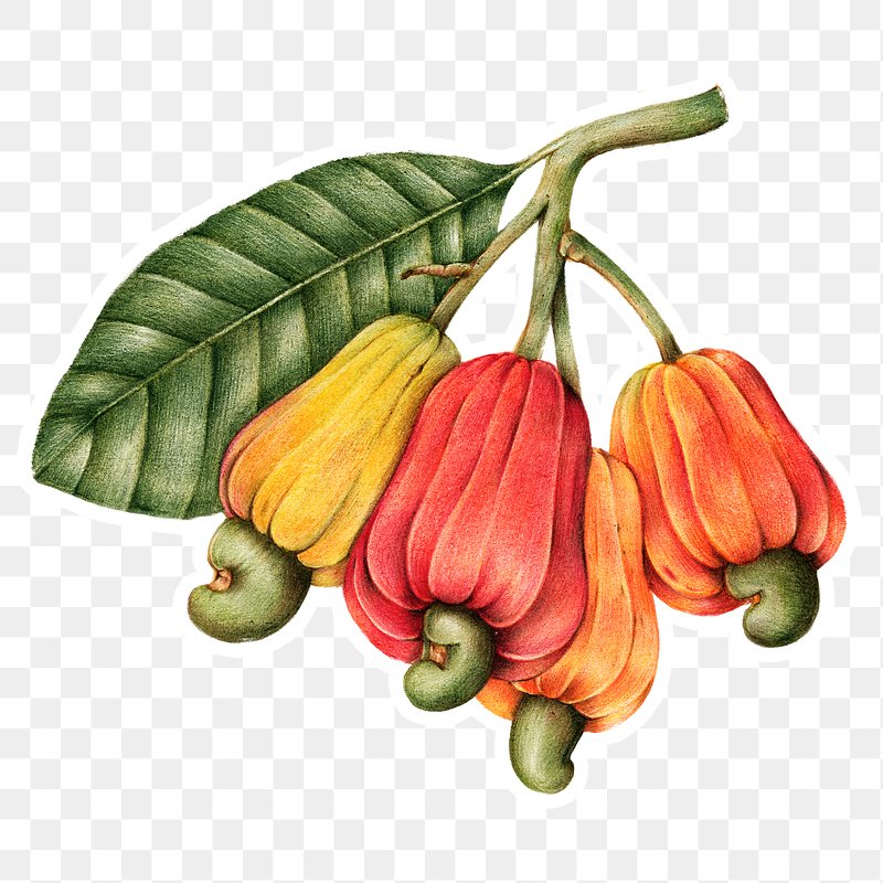 cashew clipart