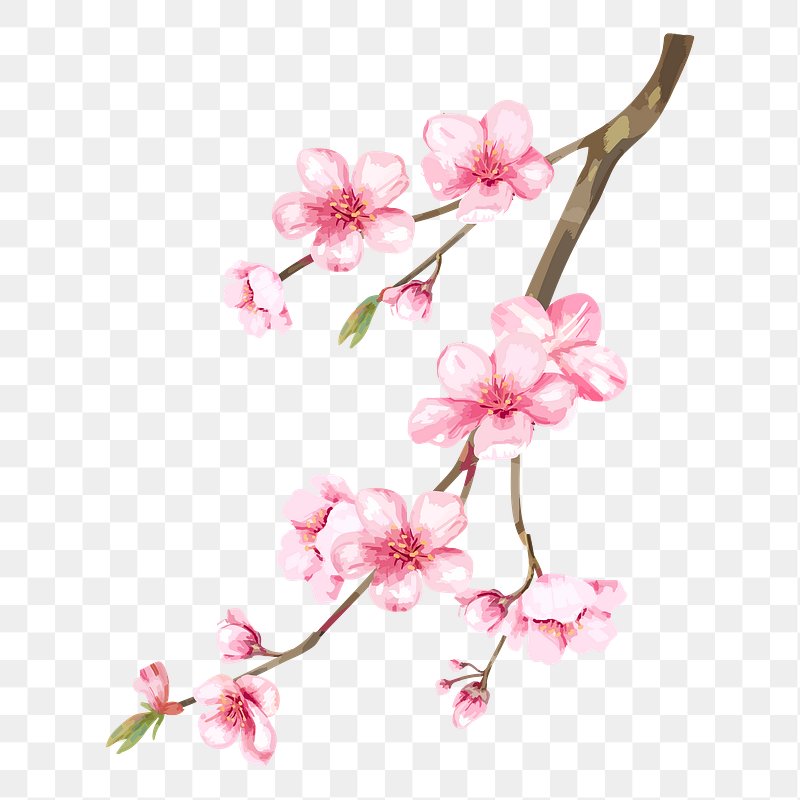 Illustration White Cherry Blossoms