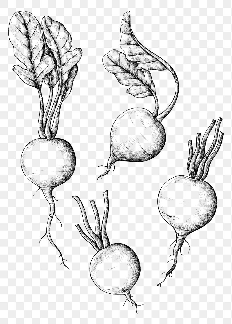 Premium Vector  Turnip vector drawing isolated hand drawn engraved style  illustration