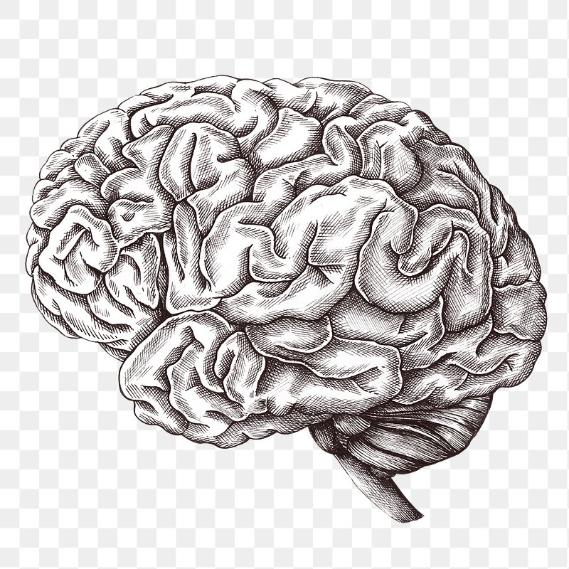 black and white human brain