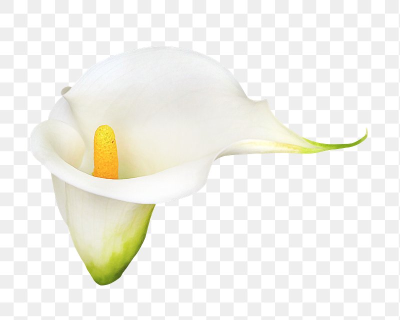 calla lilies clipart free