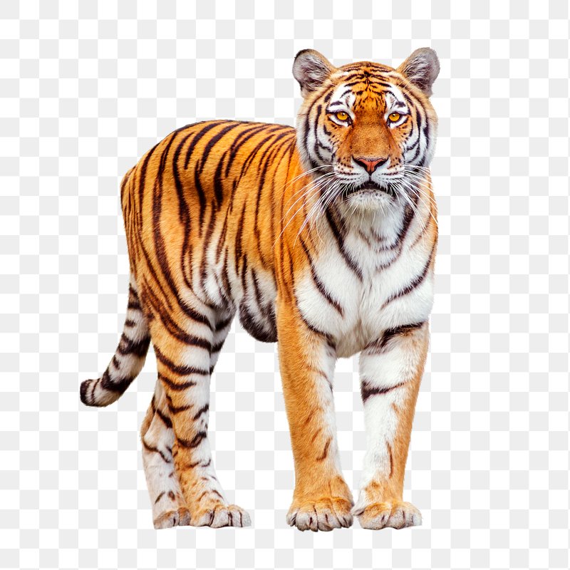 Tiger Stripe Images  Free Photos, PNG Stickers, Wallpapers