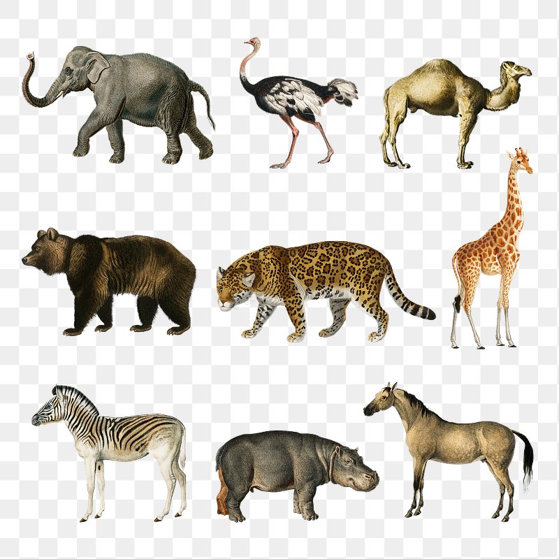 wild animal backgrounds