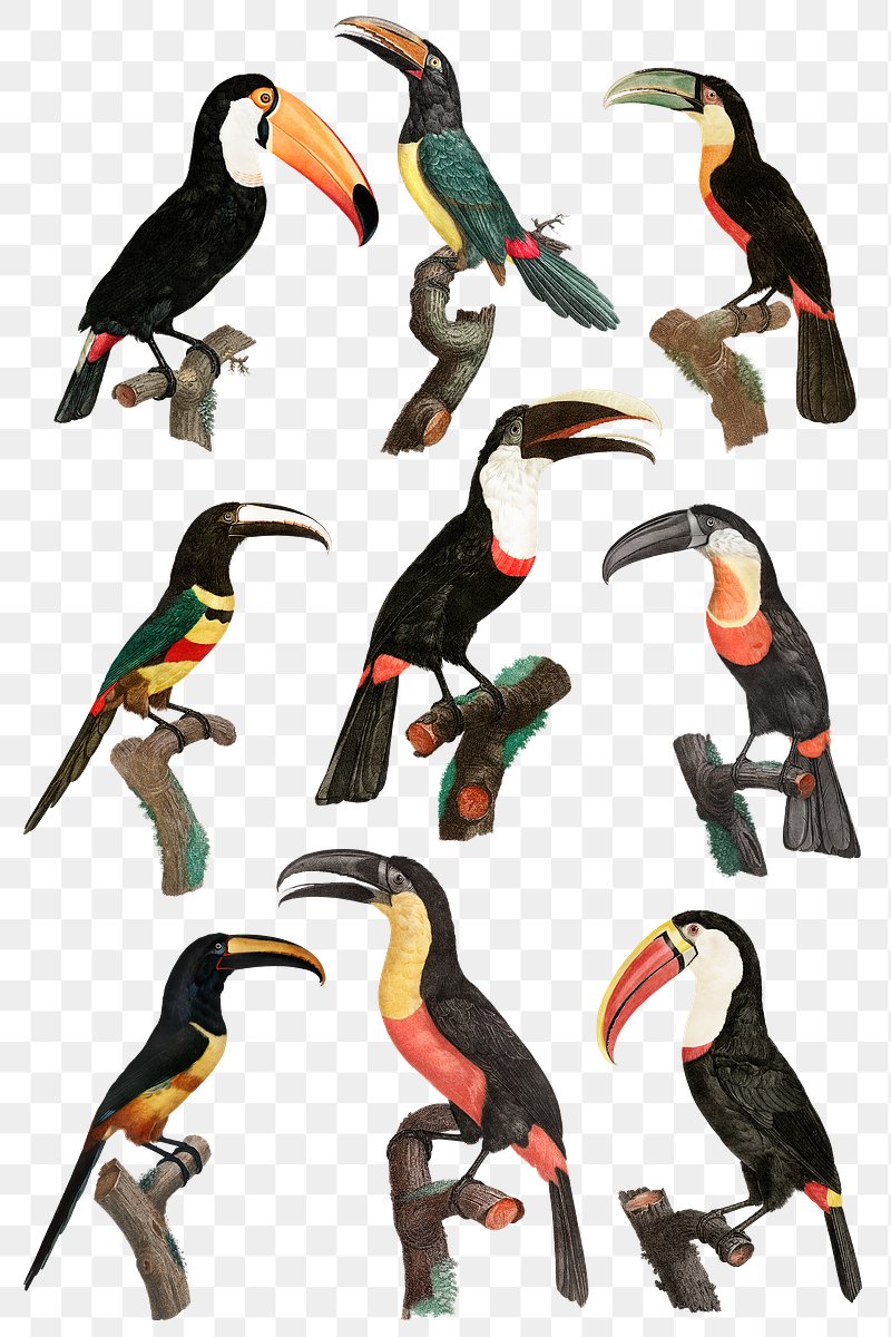 Vintage bird illustration png set