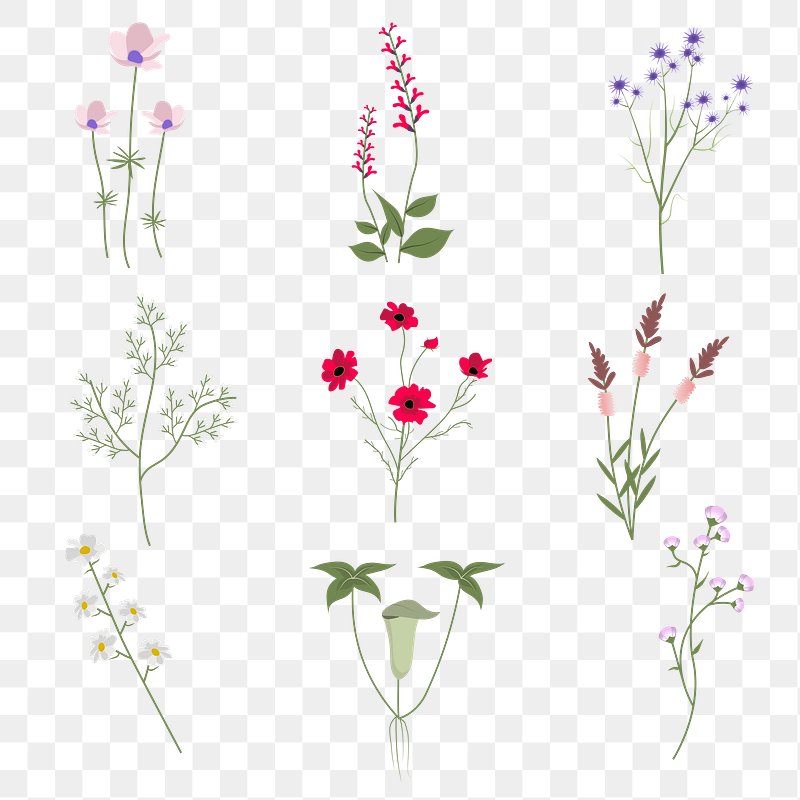 Cornflower Illustration PNG Images | Free Photos, PNG Stickers ...