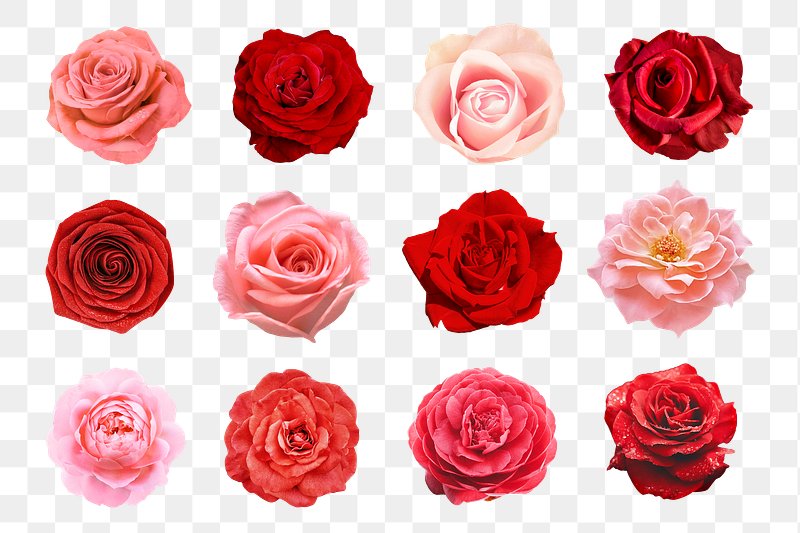Rose Images  Free HD Backgrounds, PNGs, Vector Graphics, Illustrations &  Templates - rawpixel
