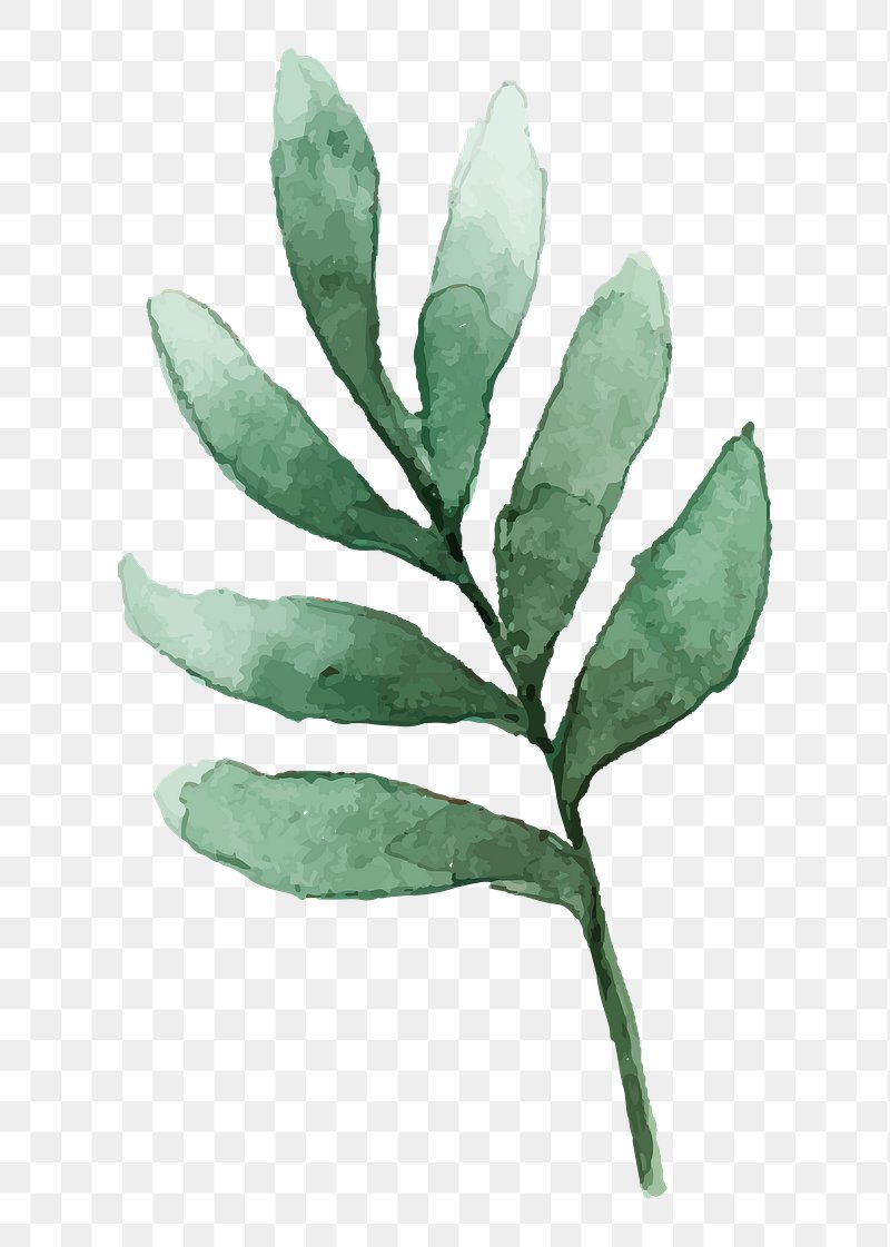 Eucalyptus leaf png sticker, watercolor | Premium PNG - rawpixel