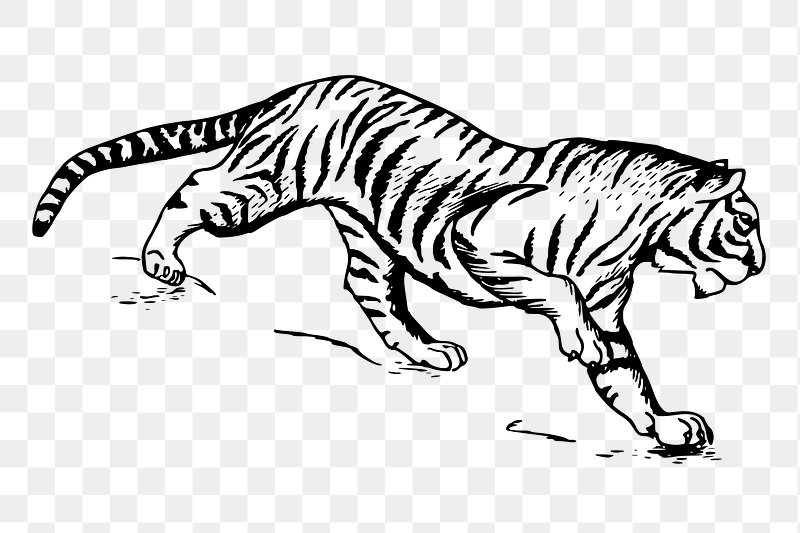 Person With A Pencil Painting A Tiger In Charcoal Background Tiger Drawing  Pictures Background Image And Wallpaper for Free Download