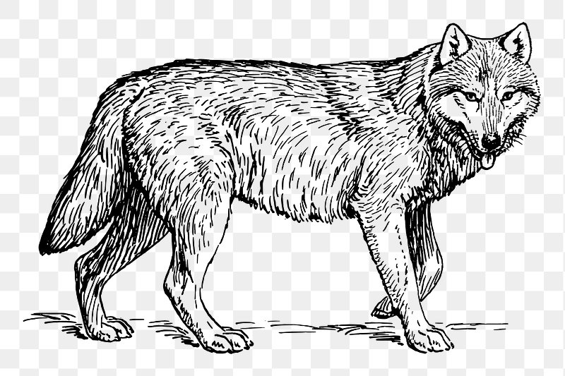 Wolf PNG - Download Free & Premium Transparent Wolf PNG Images