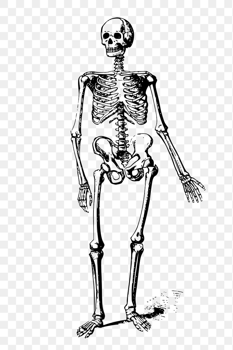 human skeleton png