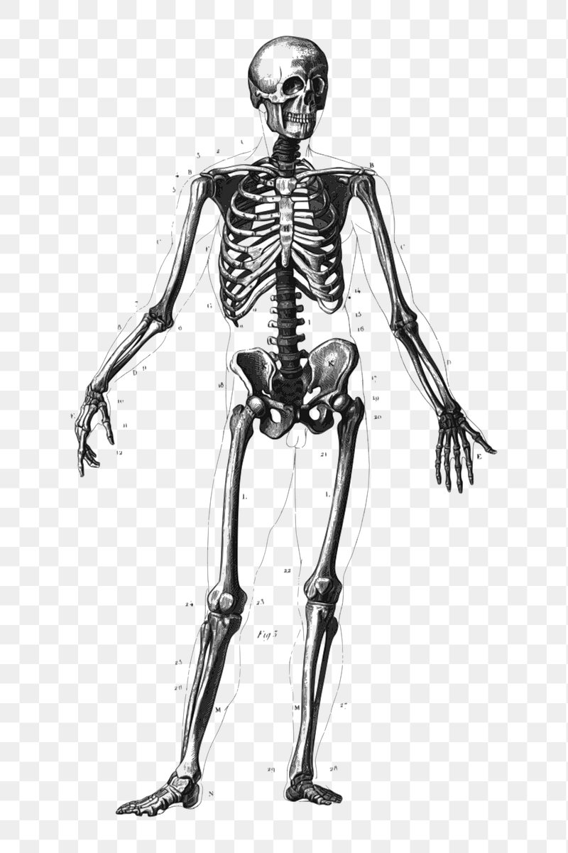 anatomical skeleton background