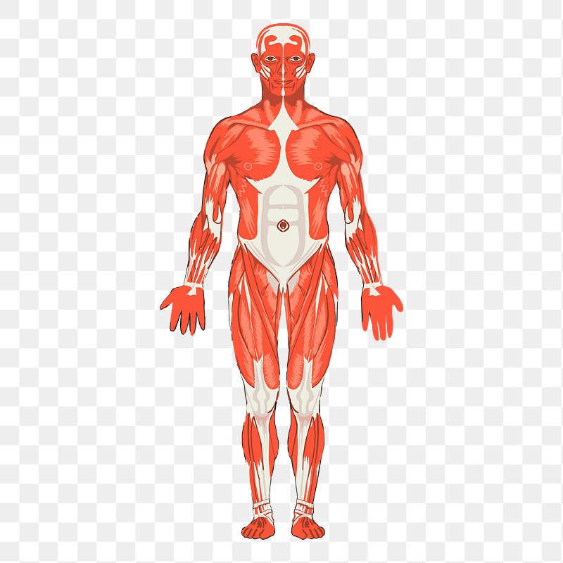 Human Body Images  Free Photos, PNG Stickers, Wallpapers