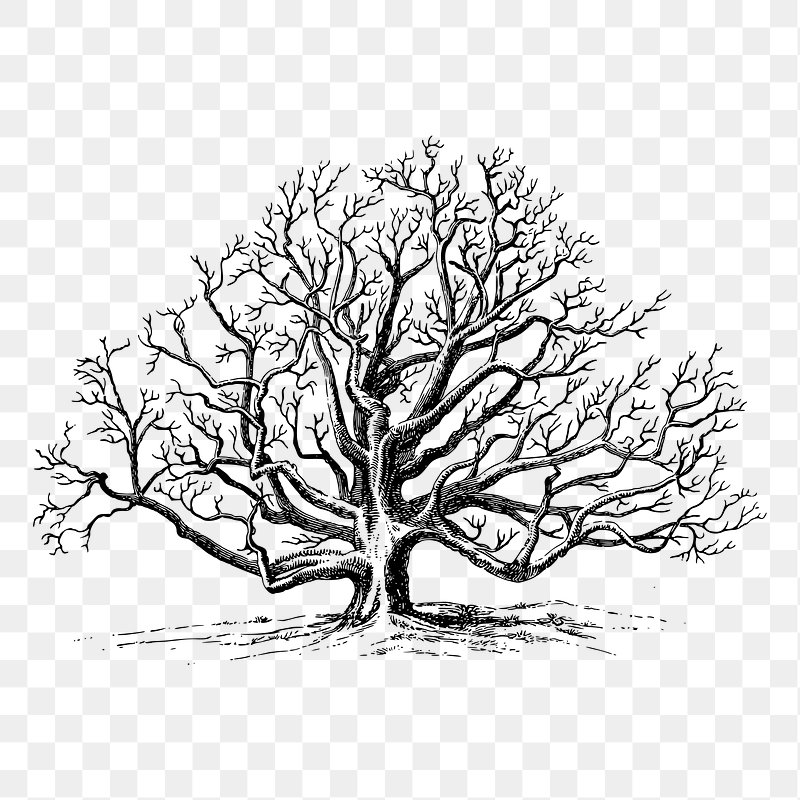 black walnut tree clip art
