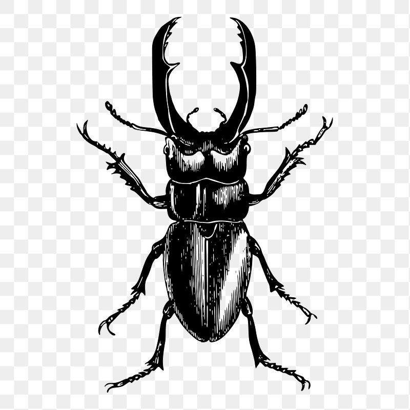 beetle clipart png