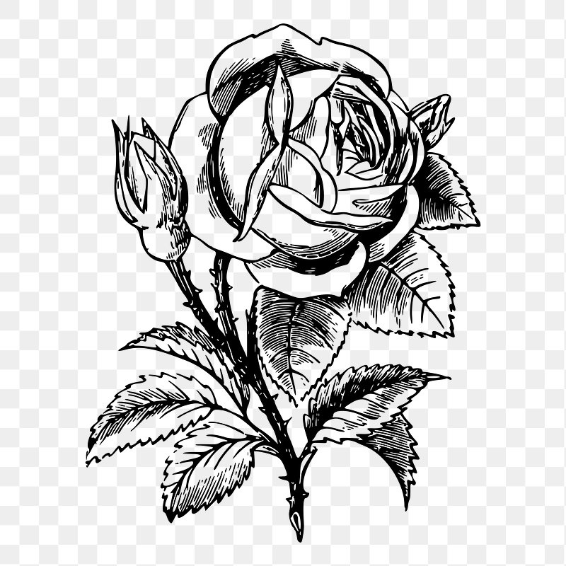 Rose Black And White Images | Free Photos, Png Stickers, Wallpapers &  Backgrounds - Rawpixel