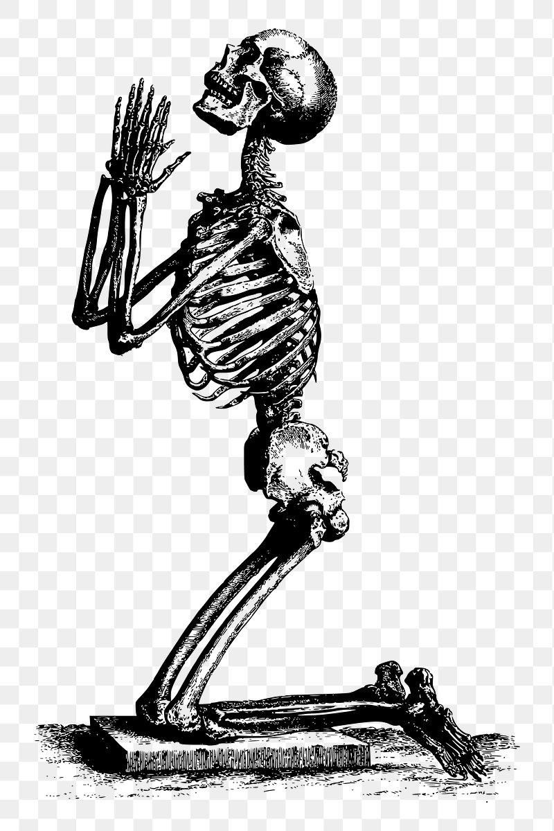 Skeleton PNG - PNG All
