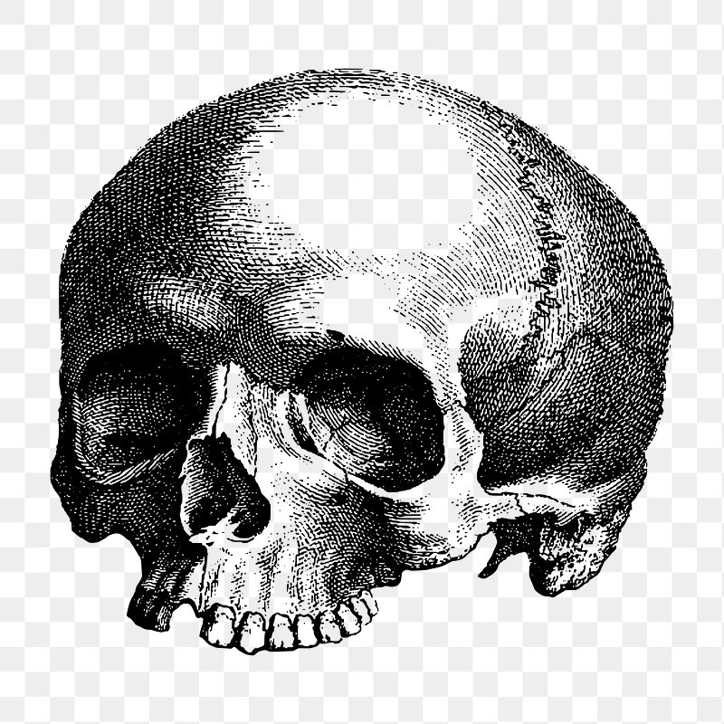 white skull png