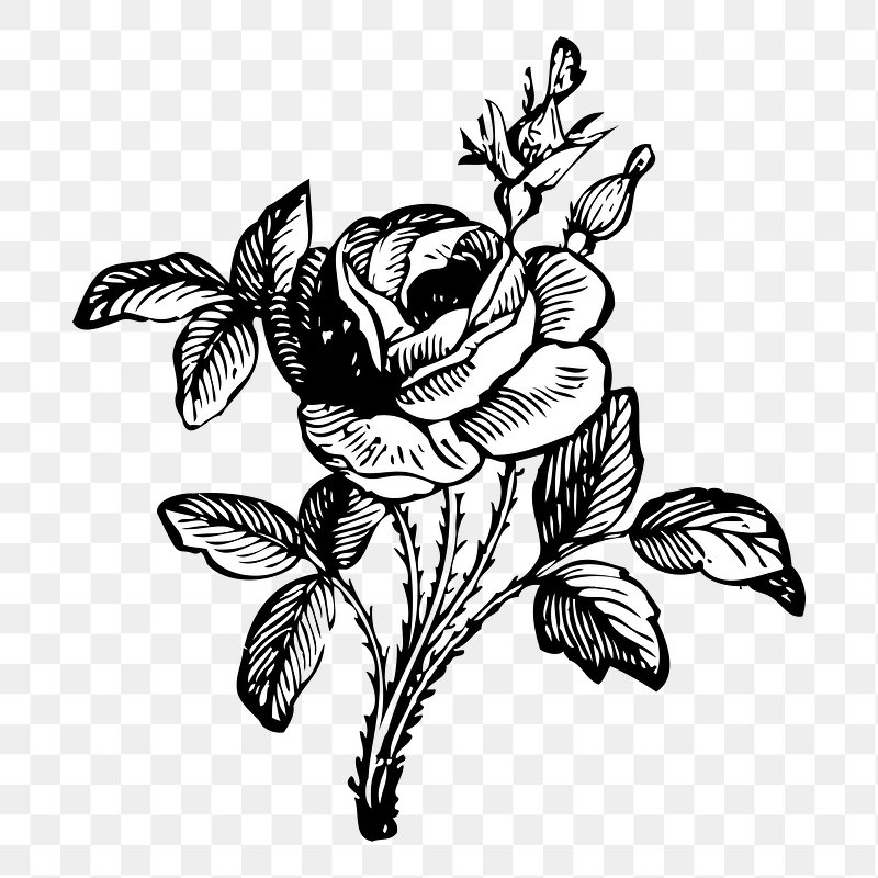 line drawing rose flower