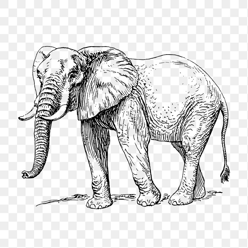 Cute Elephant Clipart Black And White, Elephant Drawing, Elephant Sketch,  Adorable PNG Transparent Clipart Image and PSD File for Free Download