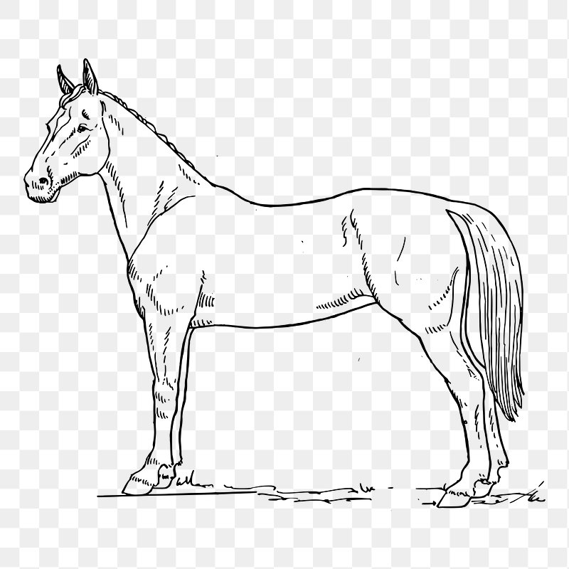 Horse Pencil Sketch Vector Images (over 520)-suu.vn