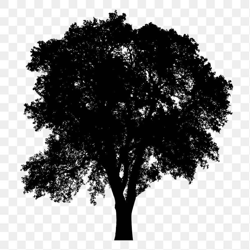 oak tree outline image