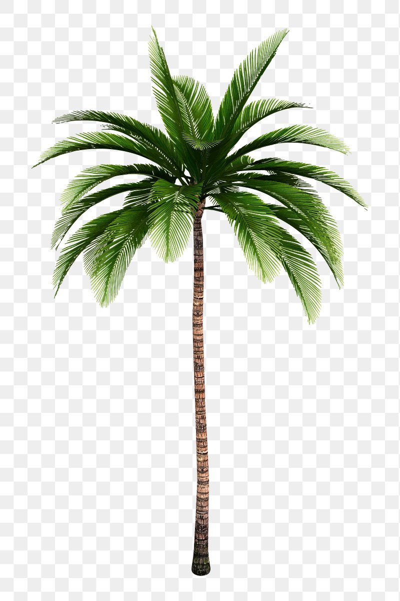 Palm Tree PNG, Palm Tree Clipart, Digital Download, Commercial Use