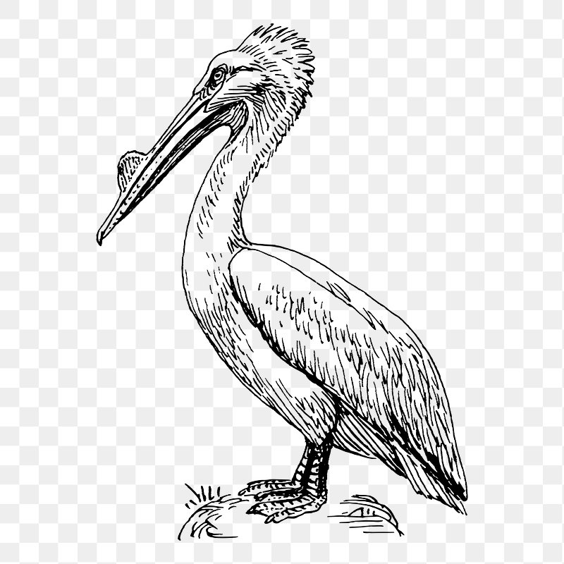 Pelican In Outline Coloring Pages For School Sketch Drawing Vector Pelican  Drawing Pelican Outline Pelican Sketch PNG and Vector with Transparent  Background for Free Download