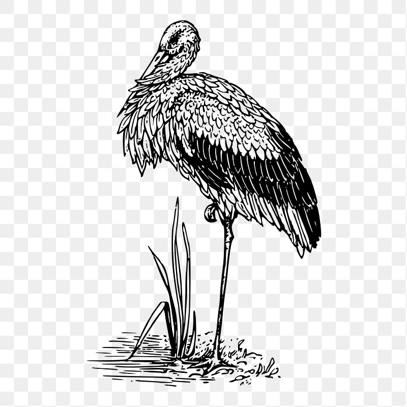 Stork bird png sticker, vintage | Free PNG - rawpixel