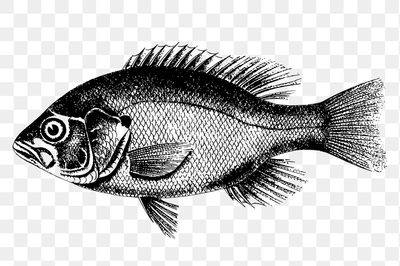 simple fish clipart black and white