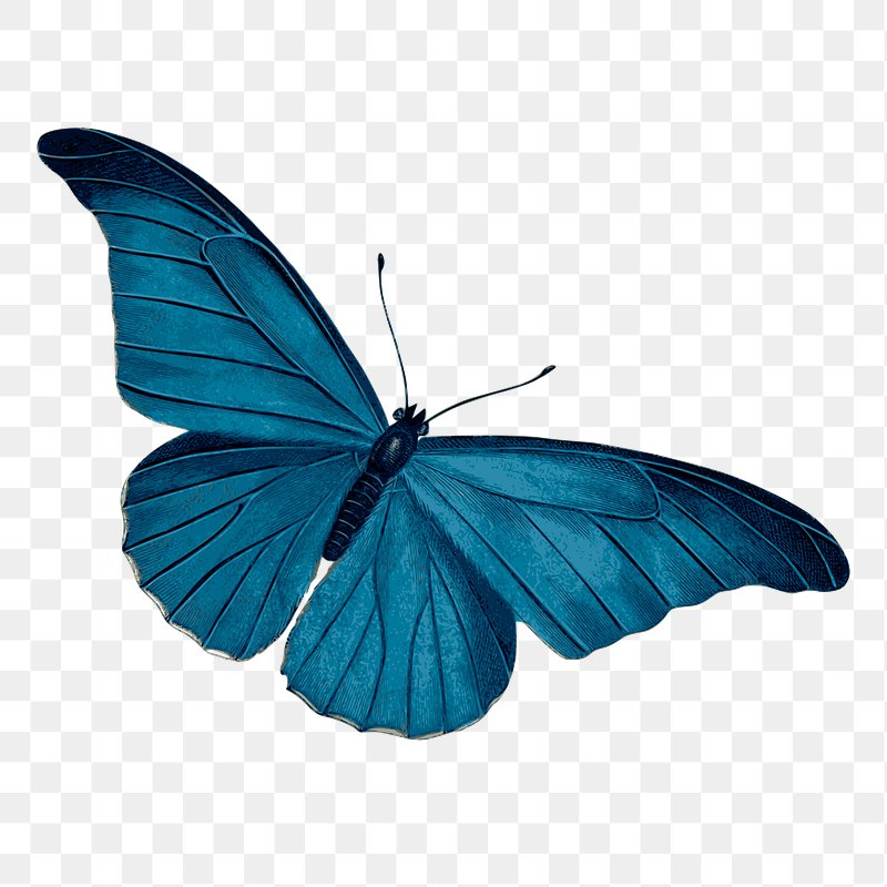 Drawing A Blue Butterfly | TikTok