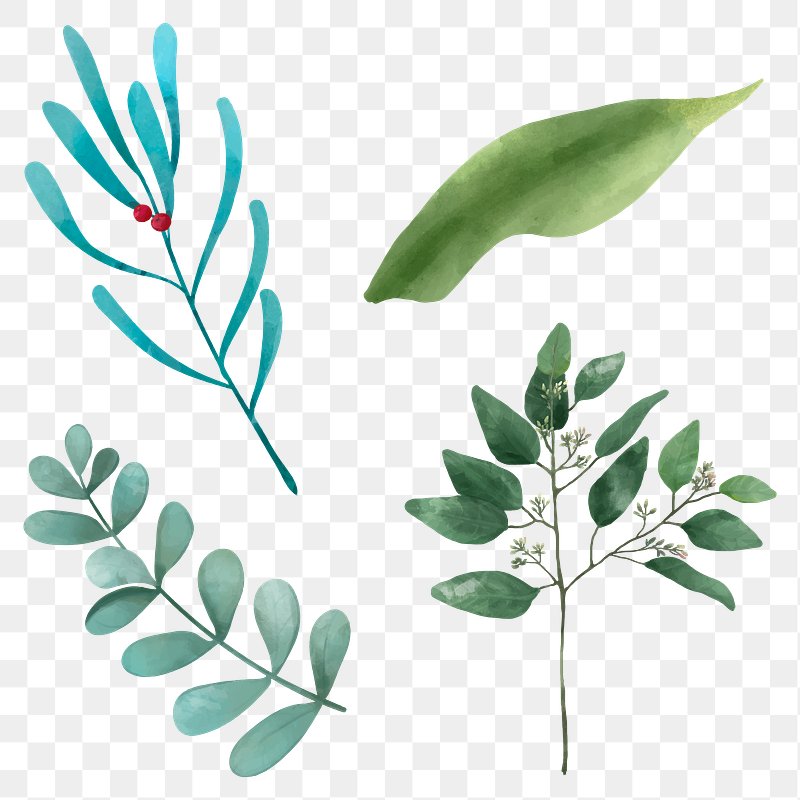 Eucalyptus PNG Images | Free PNG Vector Graphics, Effects & Backgrounds