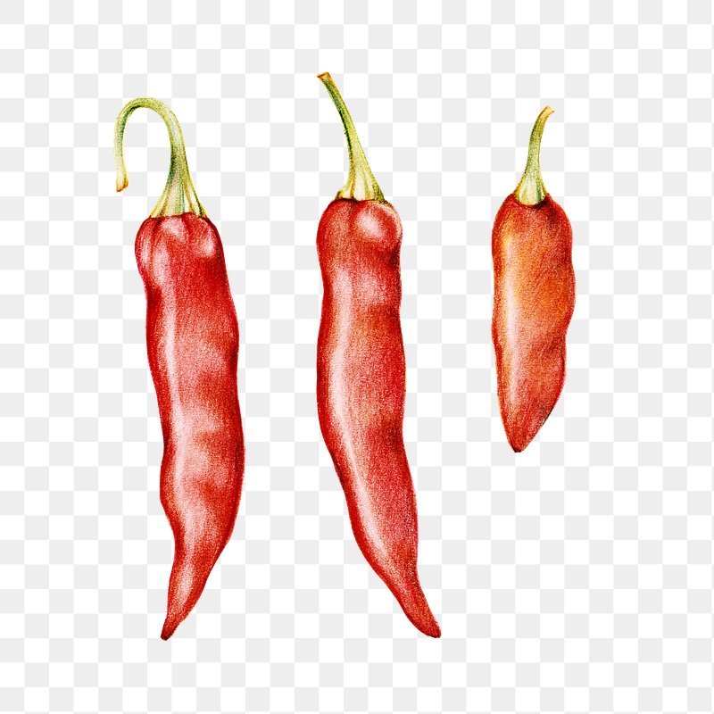 Hot Chilli Pepper Sketch Style Vector Illustration Stock Vector Image & Art  - Alamy