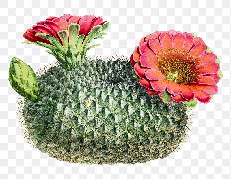 Potted Cactus PNG Images, Drawing Plant, Hand Painted Flowers