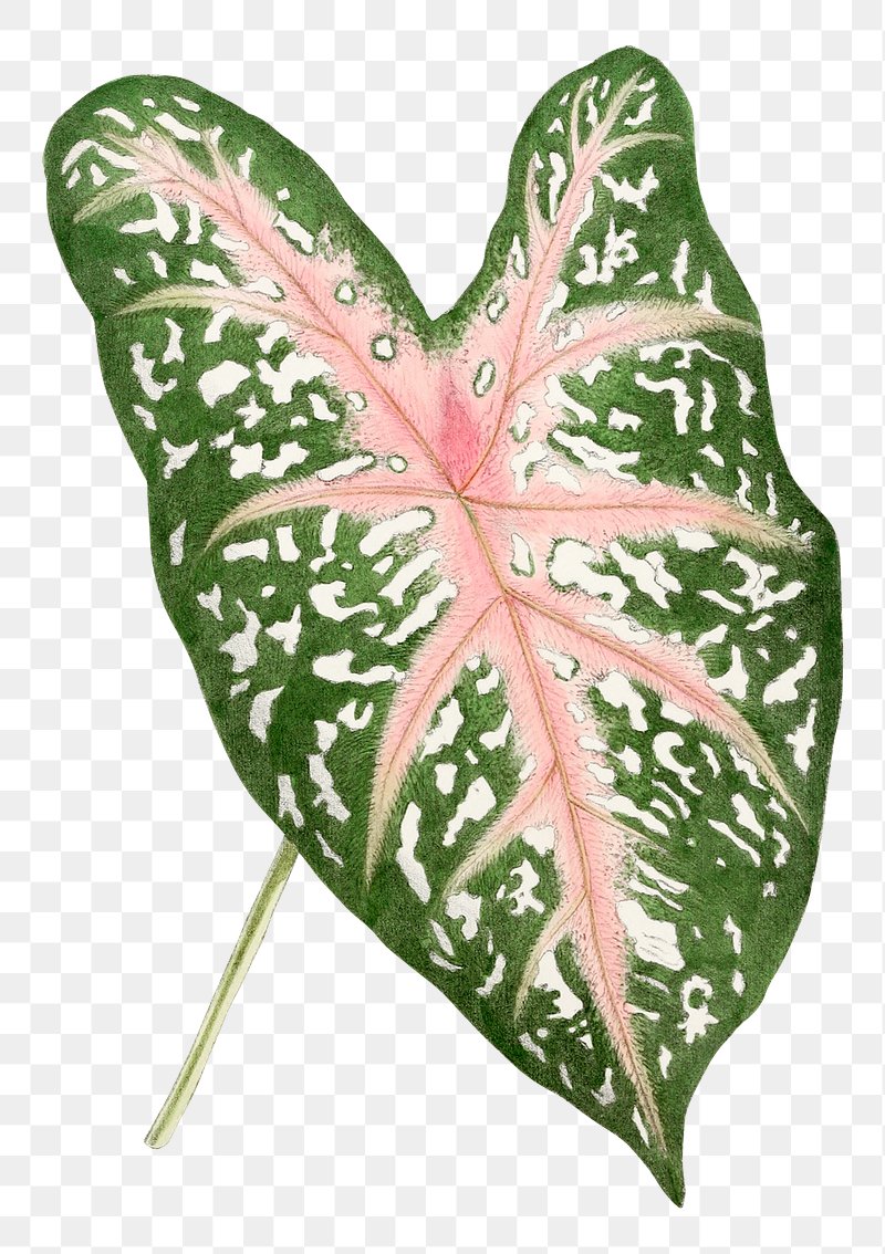 Caladium PNG Images | Free Photos, PNG Stickers, Wallpapers