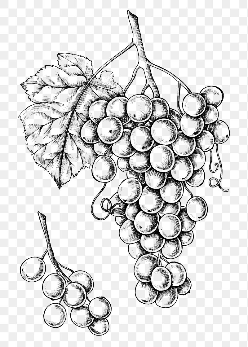 Cluster Of Grapes Hand Drawn Sketch Icon Stock Illustration - Download  Image Now - Agriculture, Berry, Branch - Plant Part - iStock