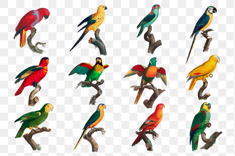 Top 168+ parrot bird drawing