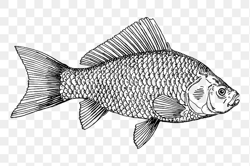 Fish Drawing PNG Transparent Images Free Download