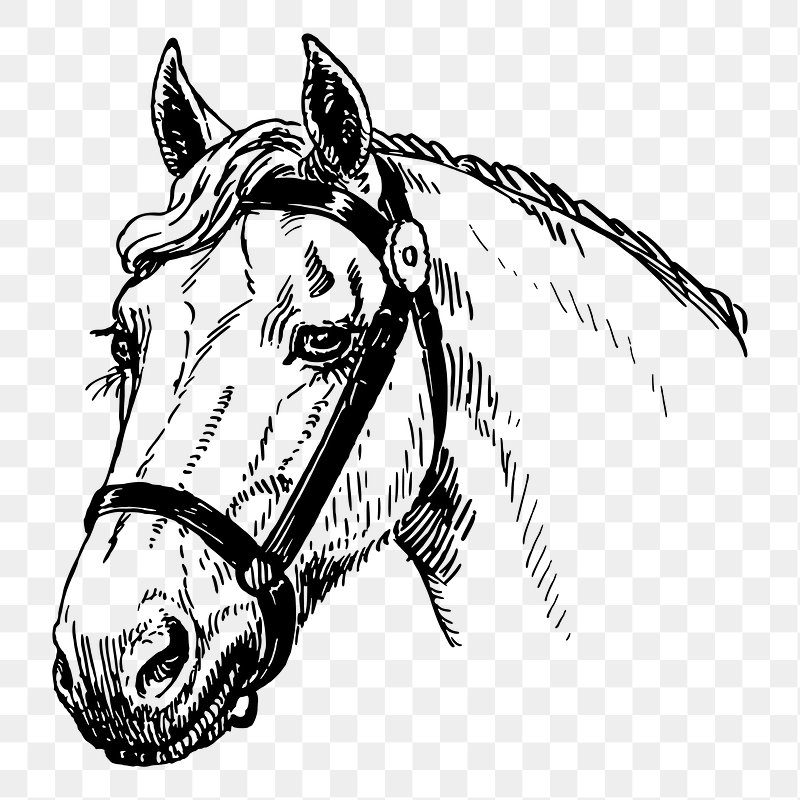 White Horse Freely Running Portrait Stock Illustration - Download Image Now  - Horse, Illustration, Sketch - iStock