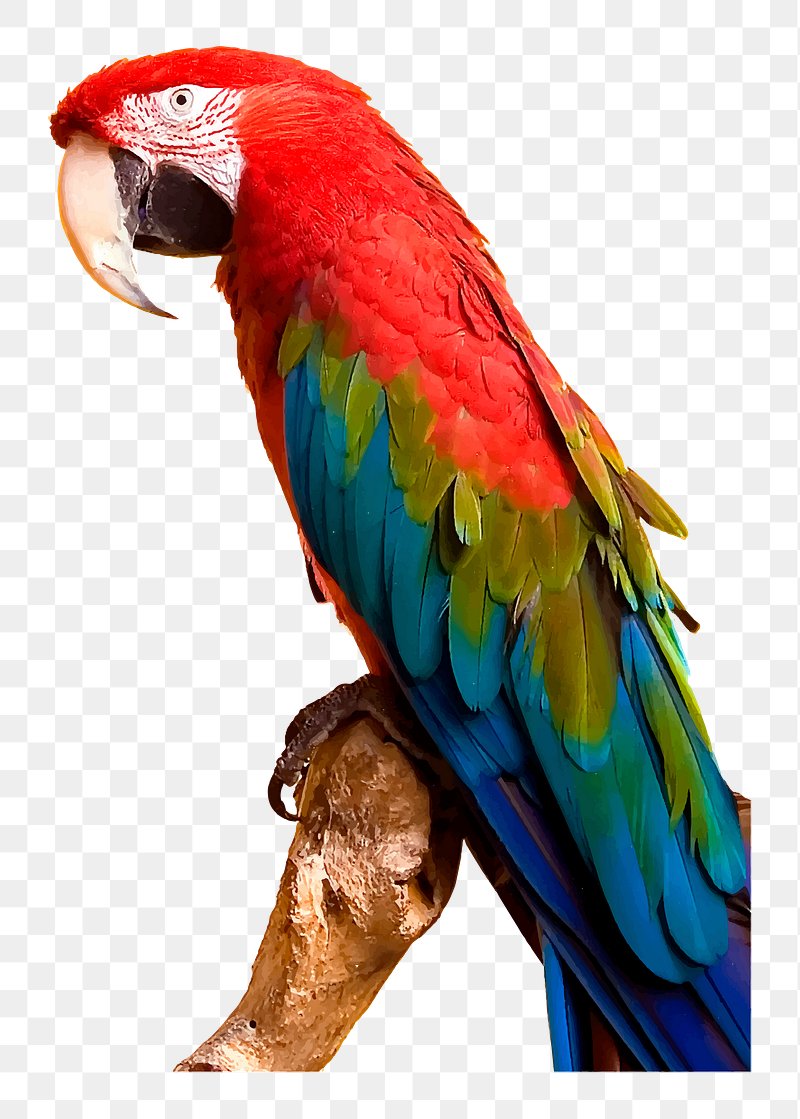 Parrots Images | Free HD Backgrounds, PNGs, Vectors & Illustrations -  rawpixel