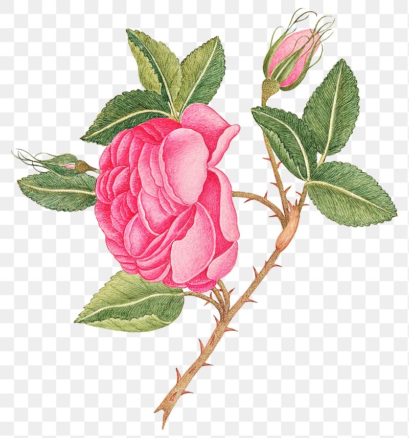 Vintage pink roses png illustration, | Free PNG Sticker - rawpixel