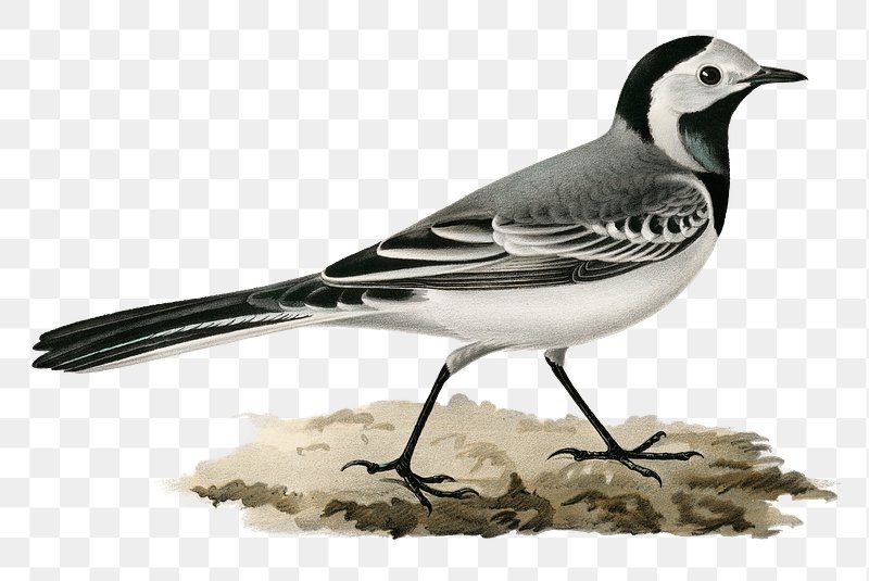 Pied Wagtail Bird Facts - Motacilla Alba - The RSPB