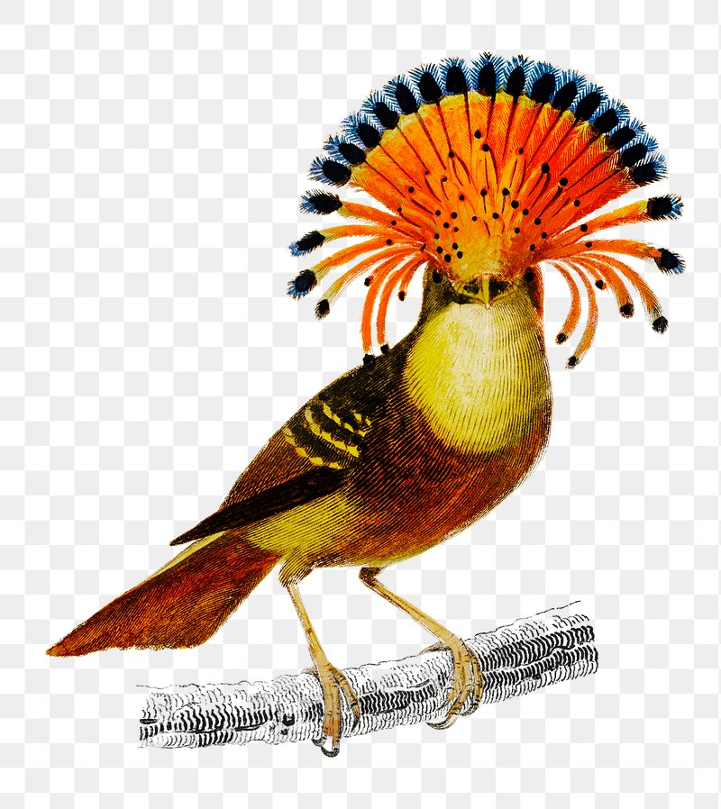 Vintage royal flycatcher bird png, | Premium PNG Sticker - rawpixel