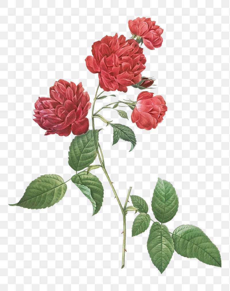 Victorian Rose Illustration Blood-red Bengal Rose Clip Art 