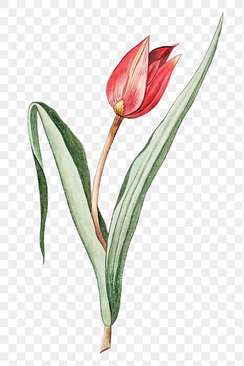 Scarlet Tulip flower transparent png | Premium PNG Sticker - rawpixel