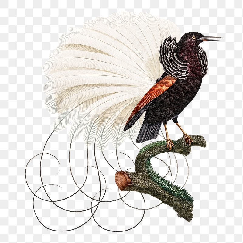 Twelve wired bird of paradise | Free PNG Sticker - rawpixel