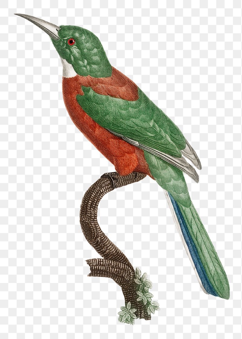 Vintage Great Jacamar bird png | Free PNG Sticker - rawpixel