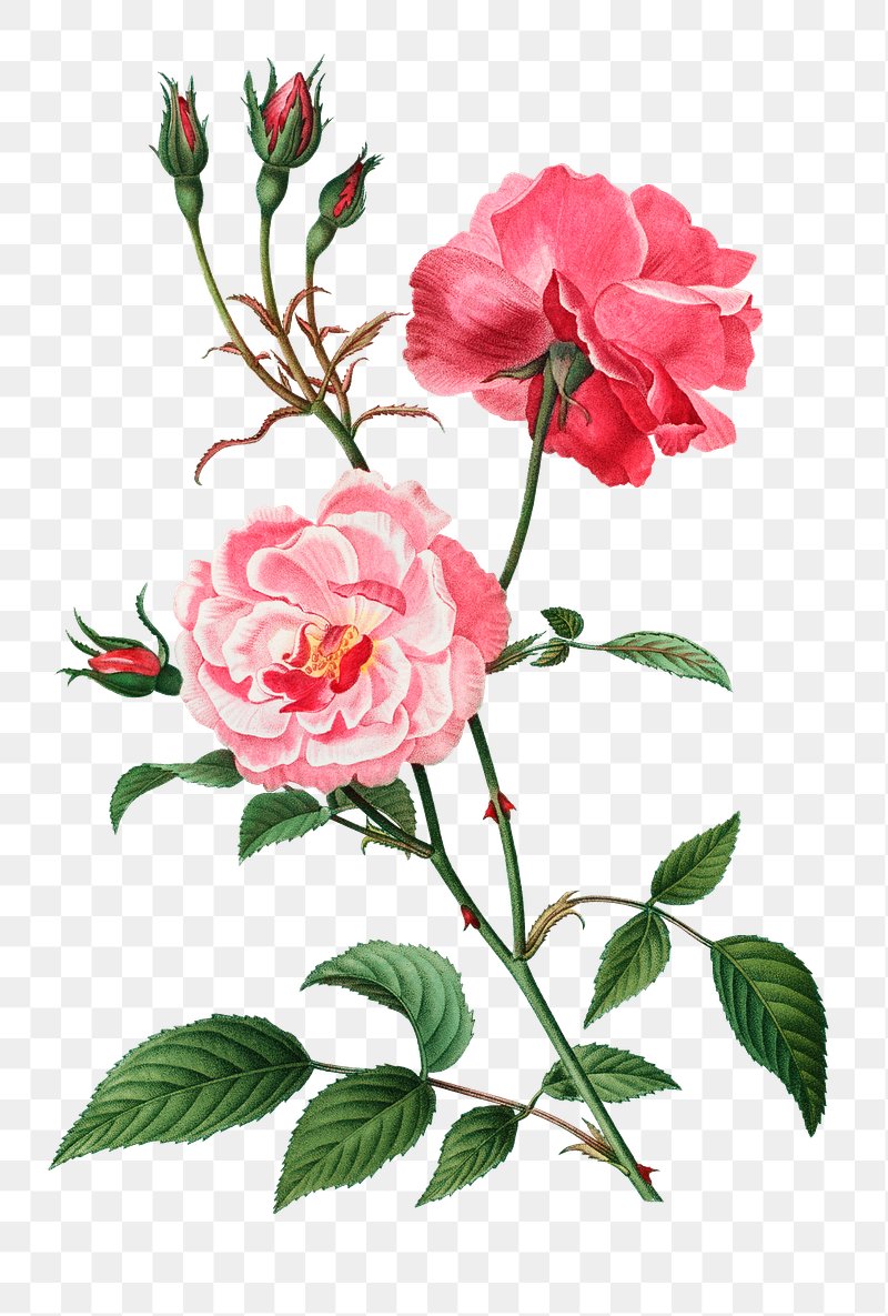 White Rose of York - Scotch Rose Rosa alba from Traite des Arbres