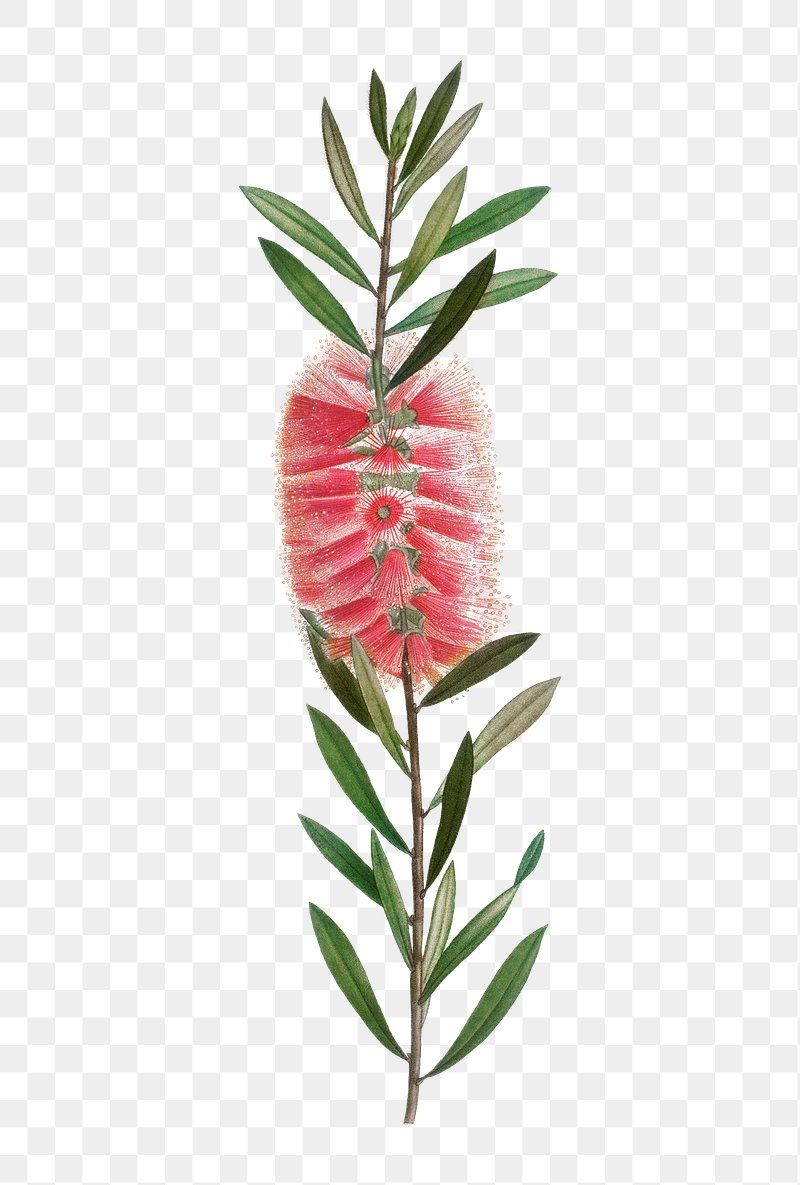 Pink bottlebrush vector Pink australian bottlebrush shrub illustration   CanStock