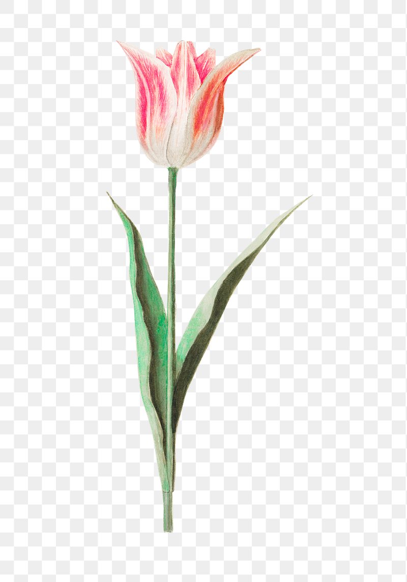 Vintage tulip flower illustration | Premium PNG Sticker - rawpixel